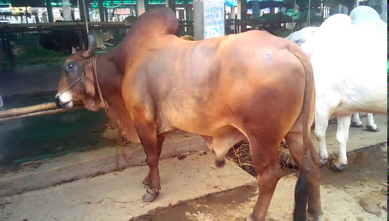 Cattle-Market-View-in-Gabtoli-Dhaka-Bangladesh